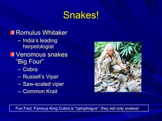 Snakes! Romulus Whitaker India’s leading herpetologist Venomous snakes “Big Four” Cobra Russell’s Viper Saw-scaled viper Common Krait Fun Fact: Famous King Cobra is "ophiphagus“: they eat only snakes! 