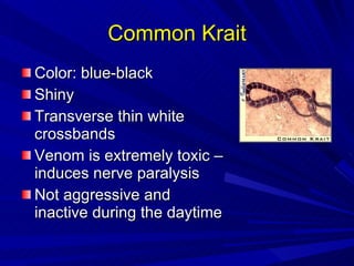 Common Krait Color: blue-black Shiny Transverse thin white crossbands Venom is extremely toxic – induces nerve paralysis Not aggressive and inactive during the daytime 