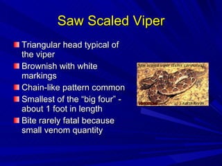 Saw Scaled Viper Triangular head typical of the viper Brownish with white markings Chain-like pattern common Smallest of the “big four” - about 1 foot in length Bite rarely fatal because small venom quantity 