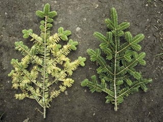 Environmental issues