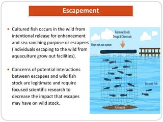 Escapement
 Cultured fish occurs in the wild from
intentional release for enhancement
and sea ranching purpose or escapees
(individuals escaping to the wild from
aquaculture grow out facilities).
 Concerns of potential interactions
between escapees and wild fish
stock are legitimate and require
focused scientific research to
decrease the impact that escapes
may have on wild stock.
 