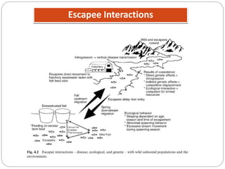 Escapee Interactions
 