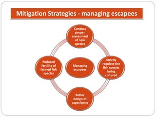 Mitigation Strategies - managing escapees
Managing
escapees
Conduct
proper
assessment
of new
species
Strictly
regulate the
fish species
being
cultured
Better
design of
cages/pens
Reduced
fertility of
farmed fish
species
 