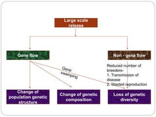 Large scale
release
Non - gene flow
Gene flow
Loss of genetic
diversity
Change of genetic
composition
Change of
population genetic
structure
Reduced number of
breeders-
1. Transmission of
disease
2. Wasted reproduction
 