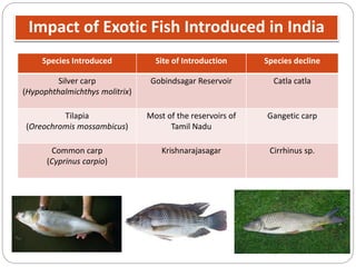 Impact of Exotic Fish Introduced in India
Species Introduced Site of Introduction Species decline
Silver carp
(Hypophthalmichthys molitrix)
Gobindsagar Reservoir Catla catla
Tilapia
(Oreochromis mossambicus)
Most of the reservoirs of
Tamil Nadu
Gangetic carp
Common carp
(Cyprinus carpio)
Krishnarajasagar Cirrhinus sp.
 