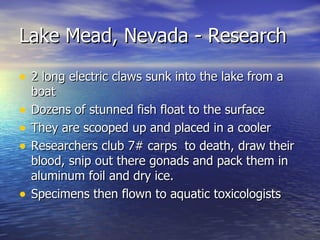 Lake Mead, Nevada - Research 2 long electric claws sunk into the lake from a boat Dozens of stunned fish float to the surface They are scooped up and placed in a cooler Researchers club 7# carps  to death, draw their blood, snip out there gonads and pack them in aluminum foil and dry ice. Specimens then flown to aquatic toxicologists  