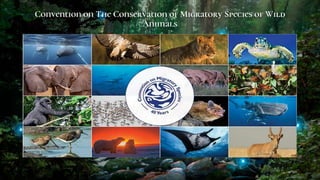 Convention on The Conservation of Migratory Species of Wild
Animals
11
 
