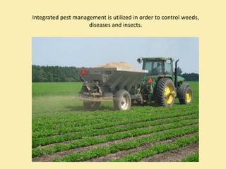 Integrated pest management is utilized in order to control weeds, 
                     diseases and insects. 
 