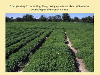 From planting to harvesting, the growing cycle takes about 4‐5 months, 
                  depending on the type or variety.
 
