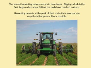 The peanut harvesting process occurs in two stages.  Digging, which is the 
    first, begins when about 70% of the pods have reached maturity.

     Harvesting peanuts at the peak of their maturity is necessary to 
                 reap the fullest peanut flavor possible. 
 
