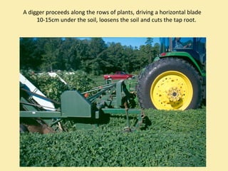 A digger proceeds along the rows of plants, driving a horizontal blade 
     10‐15cm under the soil, loosens the soil and cuts the tap root.
 