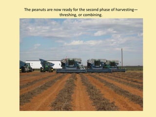 The peanuts are now ready for the second phase of harvesting—
                  threshing, or combining.
 