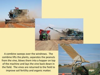 A combine sweeps over the windrows.  The 
combine lifts the plants, separates the peanuts 
from the vine, blows them into a hopper on top 
 of the machine and lays the vine back down in 
the field.  The vines are returned to the field to 
     improve soil fertility and organic matter. 
 