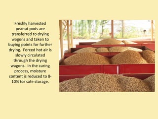 Freshly harvested 
    peanut pods are 
 transferred to drying 
 wagons and taken to 
buying points for further 
drying.  Forced hot air is 
    slowly circulated 
  through the drying 
 wagons.  In the curing 
   process, moisture 
content is reduced to 8‐
 10% for safe storage. 
 