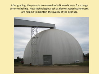 After grading, the peanuts are moved to bulk warehouses for storage 
prior to shelling.  New technologies such as dome‐shaped warehouses 
           are helping to maintain the quality of the peanuts.
 