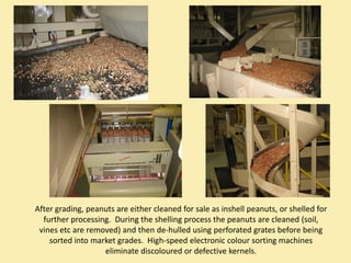 After grading, peanuts are either cleaned for sale as inshell peanuts, or shelled for 
  further processing.  During the shelling process the peanuts are cleaned (soil, 
 vines etc are removed) and then de‐hulled using perforated grates before being 
    sorted into market grades.  High‐speed electronic colour sorting machines 
                   eliminate discoloured or defective kernels.
 