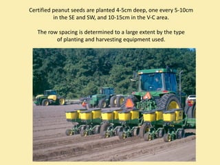 Certified peanut seeds are planted 4‐5cm deep, one every 5‐10cm 
          in the SE and SW, and 10‐15cm in the V‐C area.

   The row spacing is determined to a large extent by the type 
          of planting and harvesting equipment used.
 