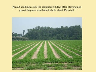 Peanut seedlings crack the soil about 10 days after planting and 
     grow into green oval‐leafed plants about 45cm tall.
 