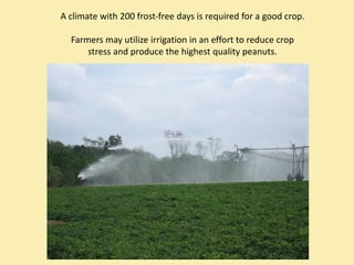 A climate with 200 frost‐free days is required for a good crop.

  Farmers may utilize irrigation in an effort to reduce crop 
      stress and produce the highest quality peanuts.
 