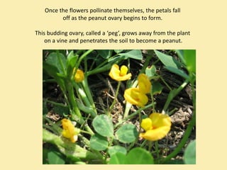 Once the flowers pollinate themselves, the petals fall 
         off as the peanut ovary begins to form.

This budding ovary, called a ‘peg’, grows away from the plant
    on a vine and penetrates the soil to become a peanut.
 