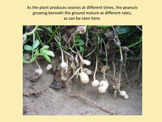 As the plant produces ovaries at different times, the peanuts 
   growing beneath the ground mature at different rates, 
                   as can be seen here.
 