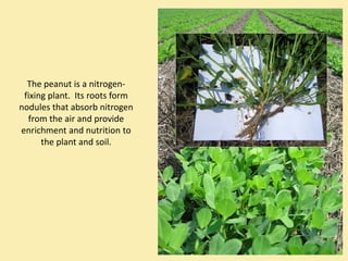 The peanut is a nitrogen‐
 fixing plant.  Its roots form 
nodules that absorb nitrogen 
  from the air and provide 
enrichment and nutrition to 
      the plant and soil.
 