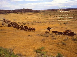 Degradation of 
rural 
environments 
Overgrazing by 
livestock can lead to 
land degradation 
 