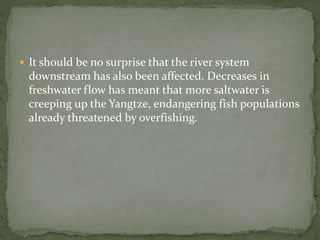  It should be no surprise that the river system 
downstream has also been affected. Decreases in 
freshwater flow has meant that more saltwater is 
creeping up the Yangtze, endangering fish populations 
already threatened by overfishing. 
 