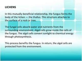 LICHENS
In this mutually-beneficial relationship, the fungus forms the
body of the lichen — the thallus. This structure attaches to
the surface of a rock or tree.
The fungal cells absorb water and nutrients from the
surrounding environment. Algal cells grow inside the cells of
the fungus. The algal cells convert sunlight to chemical energy
through photosynthesis.
This process benefits the fungus. In return, the algal cells are
protected from the environment.
 