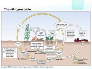 The nitrogen cycle
 