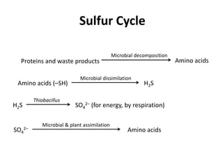 Sulfur Cycle
Proteins and waste products Amino acids
Microbial decomposition
Amino acids (–SH)
Microbial dissimilation
H2S
H2S
Thiobacillus
SO4
2– (for energy, by respiration)
SO4
2–
Microbial & plant assimilation
Amino acids
 