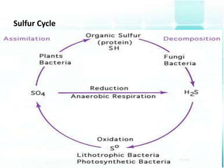 Sulfur Cycle
 
