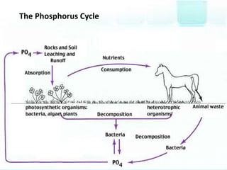 The Phosphorus Cycle
 