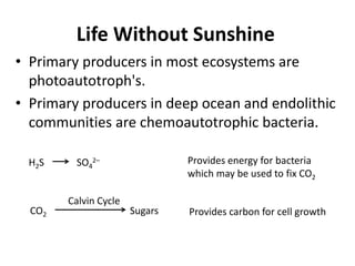 Life Without Sunshine
• Primary producers in most ecosystems are
photoautotroph's.
• Primary producers in deep ocean and endolithic
communities are chemoautotrophic bacteria.
H2S SO4
2– Provides energy for bacteria
which may be used to fix CO2
CO2 Sugars Provides carbon for cell growth
Calvin Cycle
 