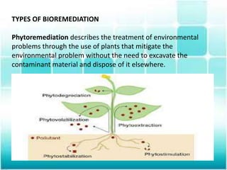 TYPES OF BIOREMEDIATION
Phytoremediation describes the treatment of environmental
problems through the use of plants that mitigate the
environmental problem without the need to excavate the
contaminant material and dispose of it elsewhere.
 