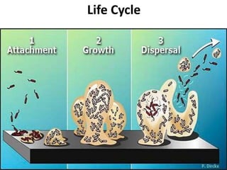 Life Cycle
 