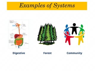 Examples of Systems
Digestive Forest Community
 