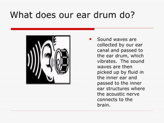 What does our ear drum do?

                   Sound waves are
                    collected by our ear
                    canal and passed to
                    the ear drum, which
                    vibrates. The sound
                    waves are then
                    picked up by fluid in
                    the inner ear and
                    passed to the inner
                    ear structures where
                    the acoustic nerve
                    connects to the
                    brain.
 