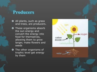  All plants, such as grass
and trees, are producers.
 These organisms absorb
the sun energy and
convert the energy into
food for themselves,
allowing them to grow
larger, make flowers and
seeds
 The other organisms of
trophic level get energy
by them
 