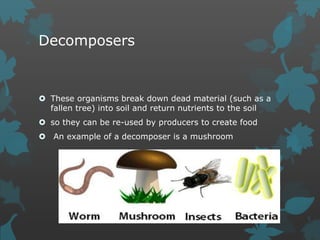 Decomposers
 These organisms break down dead material (such as a
fallen tree) into soil and return nutrients to the soil
 so they can be re-used by producers to create food
 An example of a decomposer is a mushroom
 