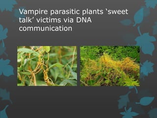 Vampire parasitic plants ‘sweet
talk’ victims via DNA
communication
 
