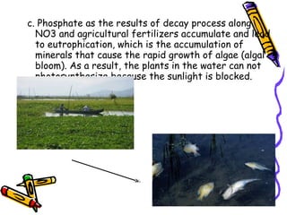 c. Phosphate as the results of decay process along
NO3 and agricultural fertilizers accumulate and lead
to eutrophication, which is the accumulation of
minerals that cause the rapid growth of algae (algal
bloom). As a result, the plants in the water can not
photosynthesize because the sunlight is blocked.
 