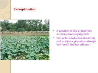 Environmental Pollution PPT for College Students | PPTX