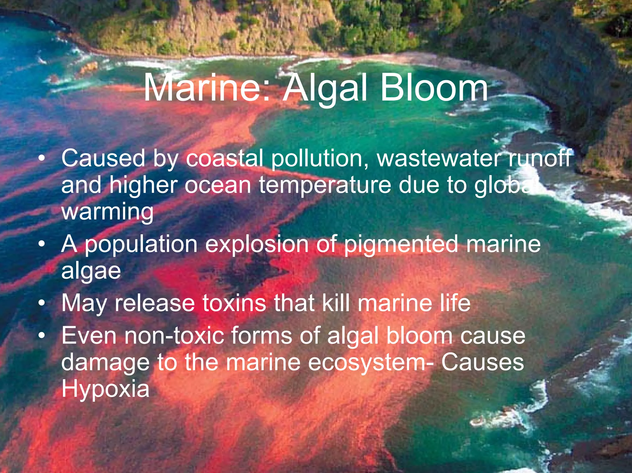 Marine: Algal Bloom
• Caused by coastal pollution, wastewater runoff
and higher ocean temperature due to global
warming
• A population explosion of pigmented marine
algae
• May release toxins that kill marine life
• Even non-toxic forms of algal bloom cause
damage to the marine ecosystem- Causes
Hypoxia

 