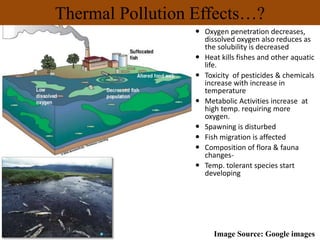 Thermal Pollution Effects…?
 Oxygen penetration decreases,
dissolved oxygen also reduces as
the solubility is decreased
 Heat kills fishes and other aquatic
life.
 Toxicity of pesticides & chemicals
increase with increase in
temperature
 Metabolic Activities increase at
high temp. requiring more
oxygen.
 Spawning is disturbed
 Fish migration is affected
 Composition of flora & fauna
changes-
 Temp. tolerant species start
developing
Image Source: Google images
 