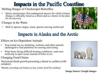 Shifting Ranges of Checkerspot Butterflies
• Quino checkerspot: first endangered species for which climate
change is officially listed as a threat and as a factor in the plan
for its recovery
Changes in the Water
• Shift in species ranges: many species moving northward
Effects on Ice-Dependent Animals
• Year-round sea ice shrinking: walruses and other animals
challenged to find platforms for nursing and resting
• Polar bears facing difficult hunting conditions: seals now
surfacing in open ocean instead of holes in ice
Changing Food Chains
•Increased shrub growth presenting a threat to caribou (wild
reindeer)
•Shrubs crowding out lichens (a key winter food for caribou)
Image Source: Google images
 