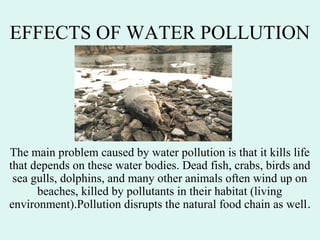 EFFECTS OF WATER POLLUTION
The main problem caused by water pollution is that it kills life
that depends on these water bodies. Dead fish, crabs, birds and
sea gulls, dolphins, and many other animals often wind up on
beaches, killed by pollutants in their habitat (living
environment).Pollution disrupts the natural food chain as well.
 