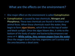 What are the effects on the environment?
• One major effect on the environment is called Eutrophication
• Eutrophication is caused by two chemicals, Nitrogen and
Phosphorus. These two chemicals are found in fertilizers and
animal feces. When these chemicals reach the water, they
begin to form algae blooms, which form on the top of water
and block sunlight. Once the algae bloom dies, it sinks to the
bottom of the body of water and bacteria/decomposers eat
away at it. While eating, they remove oxygen from the water.
Once the oxygen level is too low, organisms can’t survive and
the area becomes a dead zone.
 