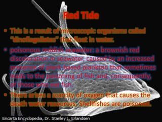 Red Tide
• This is a result of microscopic organisms called
  “dinoflagellates” that float in water.
• poisonous reddish seawater: a brownish red
  discoloration in seawater, caused by an increased
  presence of plant-based plankton that sometimes
  leads to the poisoning of fish and, consequently,
  of those who eat fish.
• There arises a scarcity of oxygen that causes the
  death water resources. Shellfishes are poisoned.
 