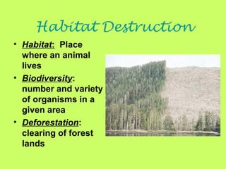Habitat Destruction
• Habitat: Place
where an animal
lives
• Biodiversity:
number and variety
of organisms in a
given area
• Deforestation:
clearing of forest
lands
 